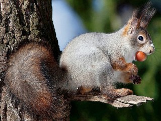 Jigsaw Puzzle «Squirrel with nuts»