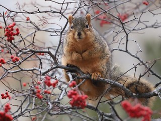 Jigsaw Puzzle «Squirrel amongst berries»