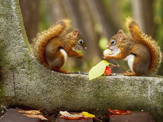 Jigsaw Puzzle «Squirrels on the bench»