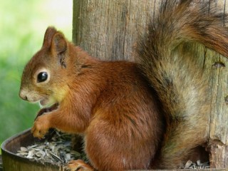 Rätsel «Squirrel»