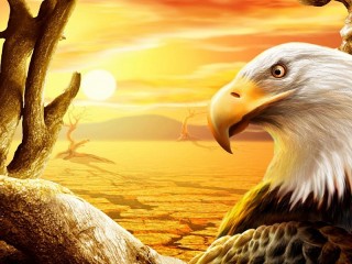 Пазл «Белоголовый орлан»