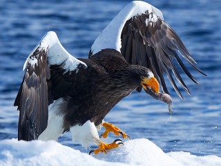 Rompecabezas «Steller's sea eagle»