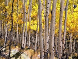 Пазл «Birch grove»