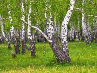 Rompecabezas «Birch forest»