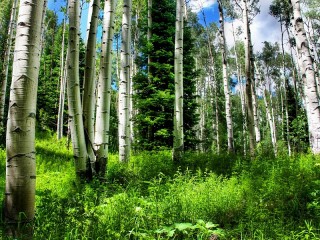 Jigsaw Puzzle «Birch and spruce trees»