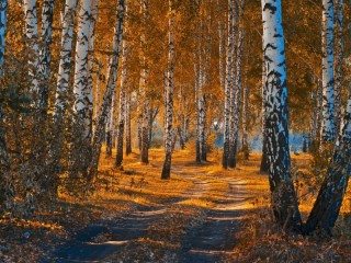 パズル «Birch Forest»