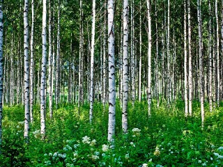 Пазл «Берёзовый лес»