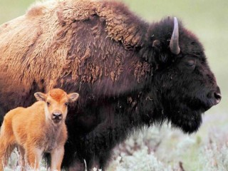 パズル «Bison with a calf»