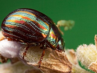 Rompecabezas «Shiny beetle»