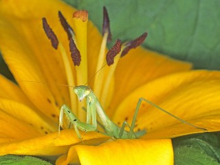 Слагалица «Mantis on a flower»