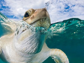 Bulmaca «Big turtle»
