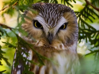 Rätsel «Boreal Owl»