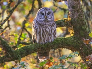 Jigsaw Puzzle «Great gray owl»