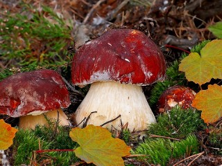 Пазл «Boletus»