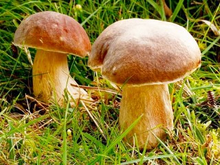 Пазл «Mushrooms»