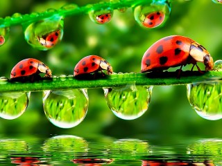 Rompicapo «Lady bugs»