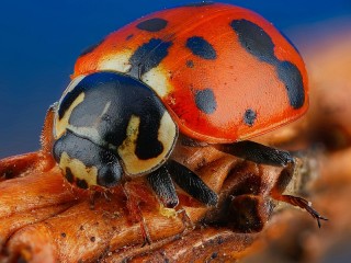 Пазл «Ladybug»