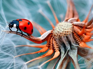 Quebra-cabeça «ladybug»