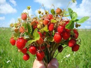 Пазл «bouquet of wild strawberry»