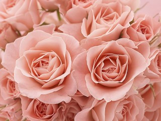 Puzzle «buket rozovih roz»
