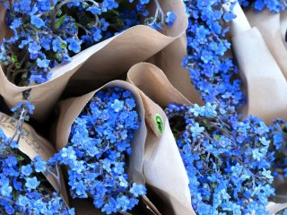 Пазл «Forget-me-not bouquets»