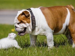 Jigsaw Puzzle «The bulldog and the kitten»