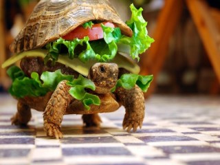 Пазл «Бургер-черепаха»