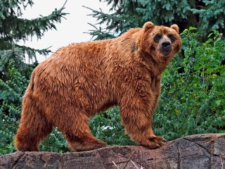 Rompecabezas «Brown bear»