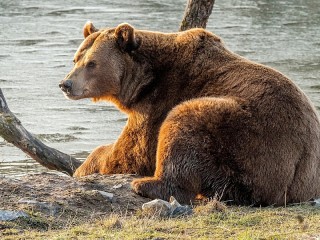 Jigsaw Puzzle «Brown bear»