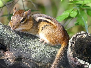 Zagadka «Chipmunk»