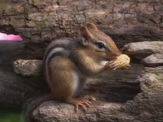 Rompicapo «Chipmunk with peanuts»