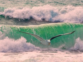 パズル «Seagull over the waves»