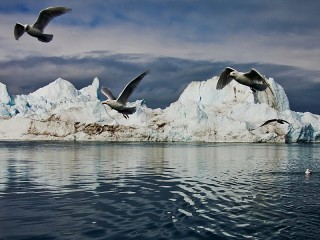 Slagalica «Seagulls over ice»
