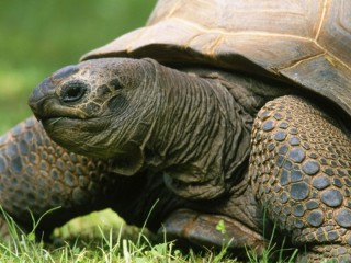 Пазл «Turtle»
