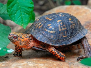 Bulmaca «Turtle»