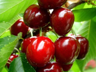 Quebra-cabeça «Sweet cherry 1»