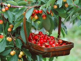 Пазл «Cherries in a basket»