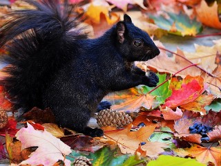 Jigsaw Puzzle «Black squirrel»