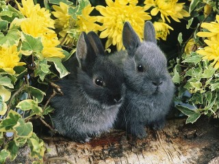 Пазл «Черные кролики»