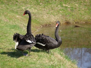 Rätsel «Black swans»