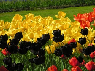 Пазл «Черные тюльпаны»