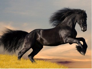 Пазл «Черный конь»