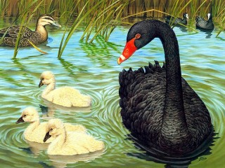 Пазл «Black swan»