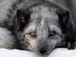 Rompicapo «silver fox»