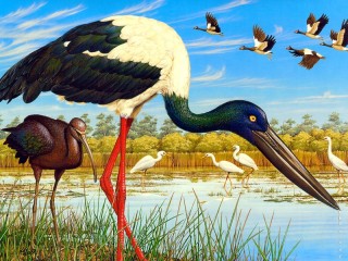 Rompecabezas «Black-necked stork»