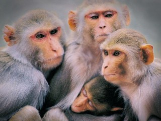 Puzzle «Four monkeys»