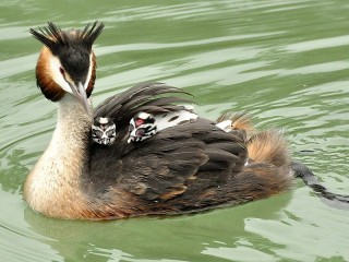 Rätsel «Great crested grebe»