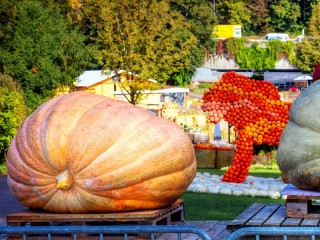 Jigsaw Puzzle «Whose pumpkin is wider»