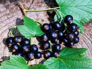 Zagadka «Black currant»