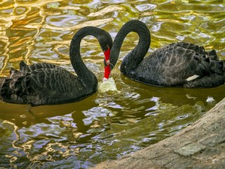 Jigsaw Puzzle «Black swans»